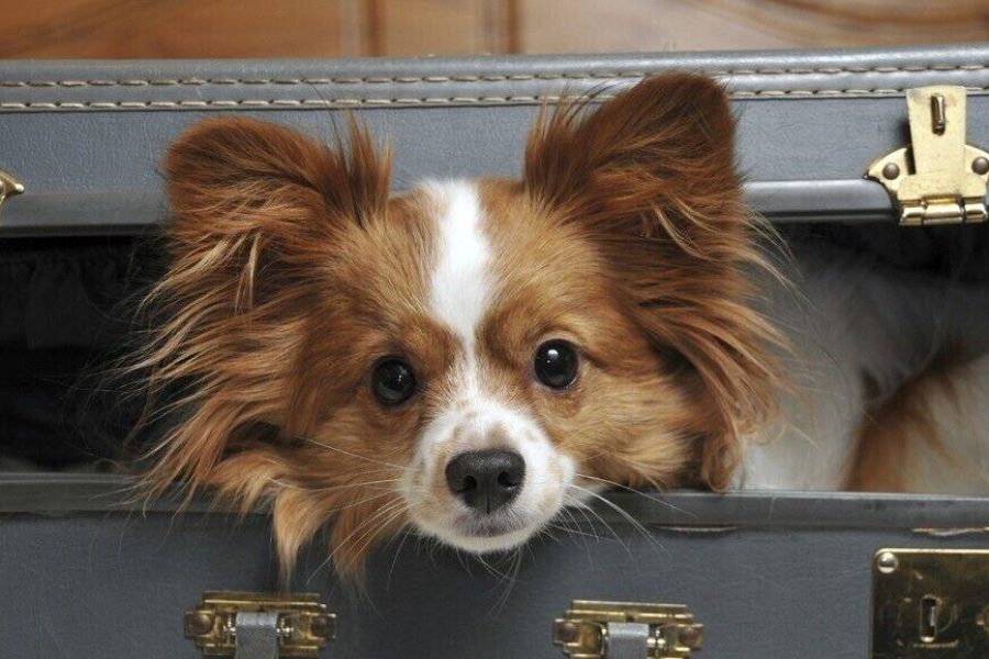 Roma - Brighton - EI8HT Brighton Guest Accommodation