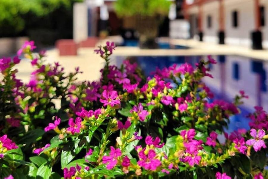 Milano - Kamala Beach - Surintra Boutique Resort