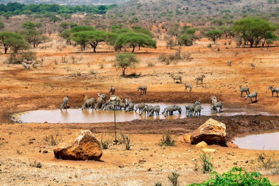 Napoli - Tsavo - Kilaguni Serena Safari Lodge