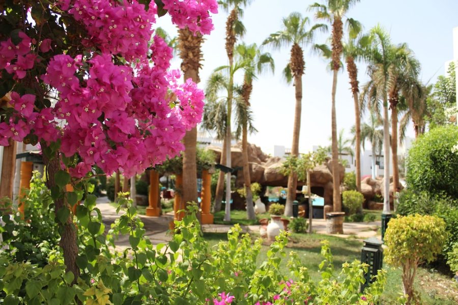 Napoli - Sharm El Sheikh - Herrmes Hospitality