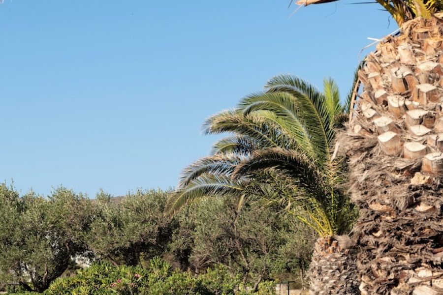Milano - Paros - Hotel Swiss Home