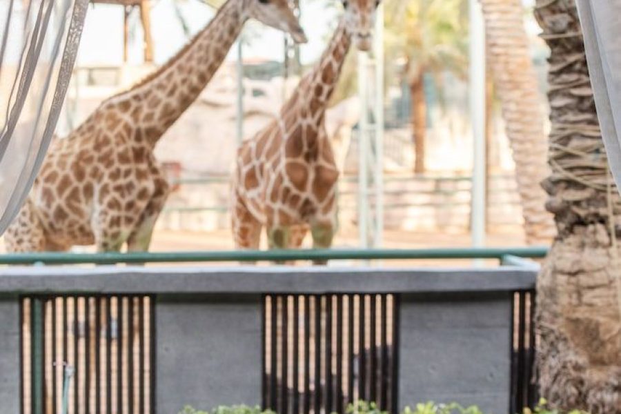 Bari - Abu Dhabi - Emirates Park Resort