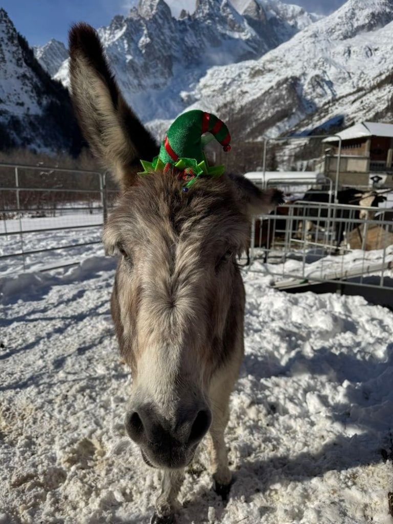 Volo + Hotel Roma - Alpi Italiane - Hotel la Grange - Animal Chic Hotel da 440.7€