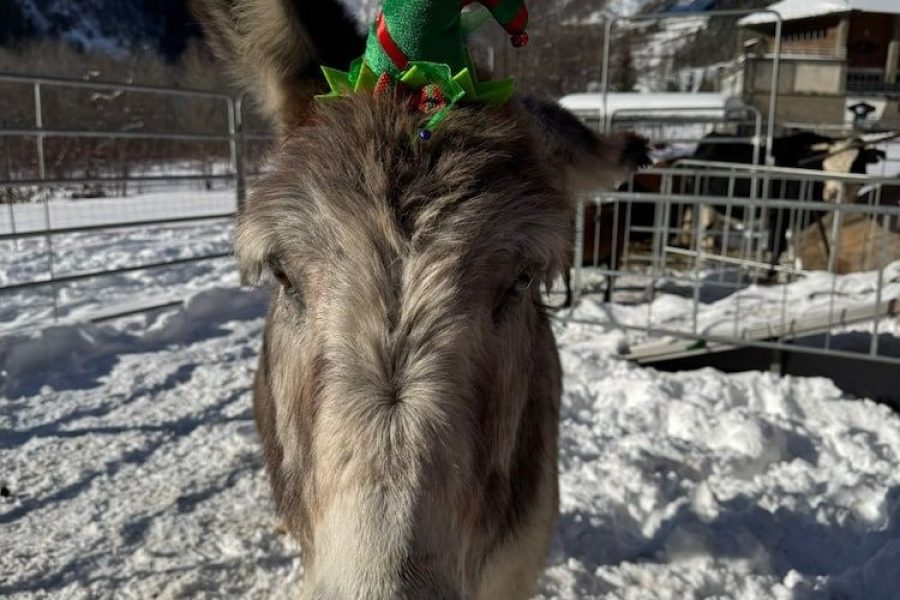 Roma - Alpi Italiane - Hotel la Grange - Animal Chic Hotel