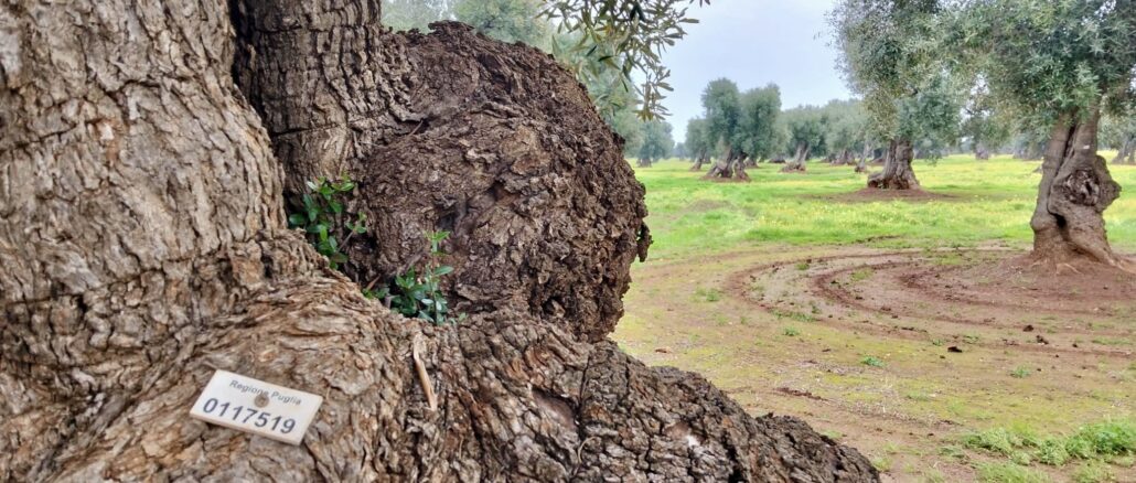 Territorio rurale pugliese, Fasano - Foto Comune di Fasano