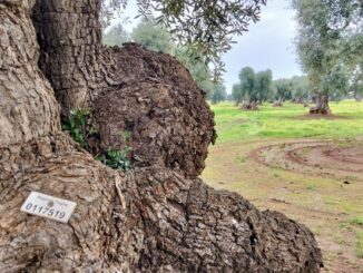 Territorio rurale pugliese, Fasano - Foto Comune di Fasano