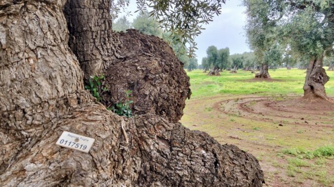 Territorio rurale pugliese, Fasano - Foto Comune di Fasano