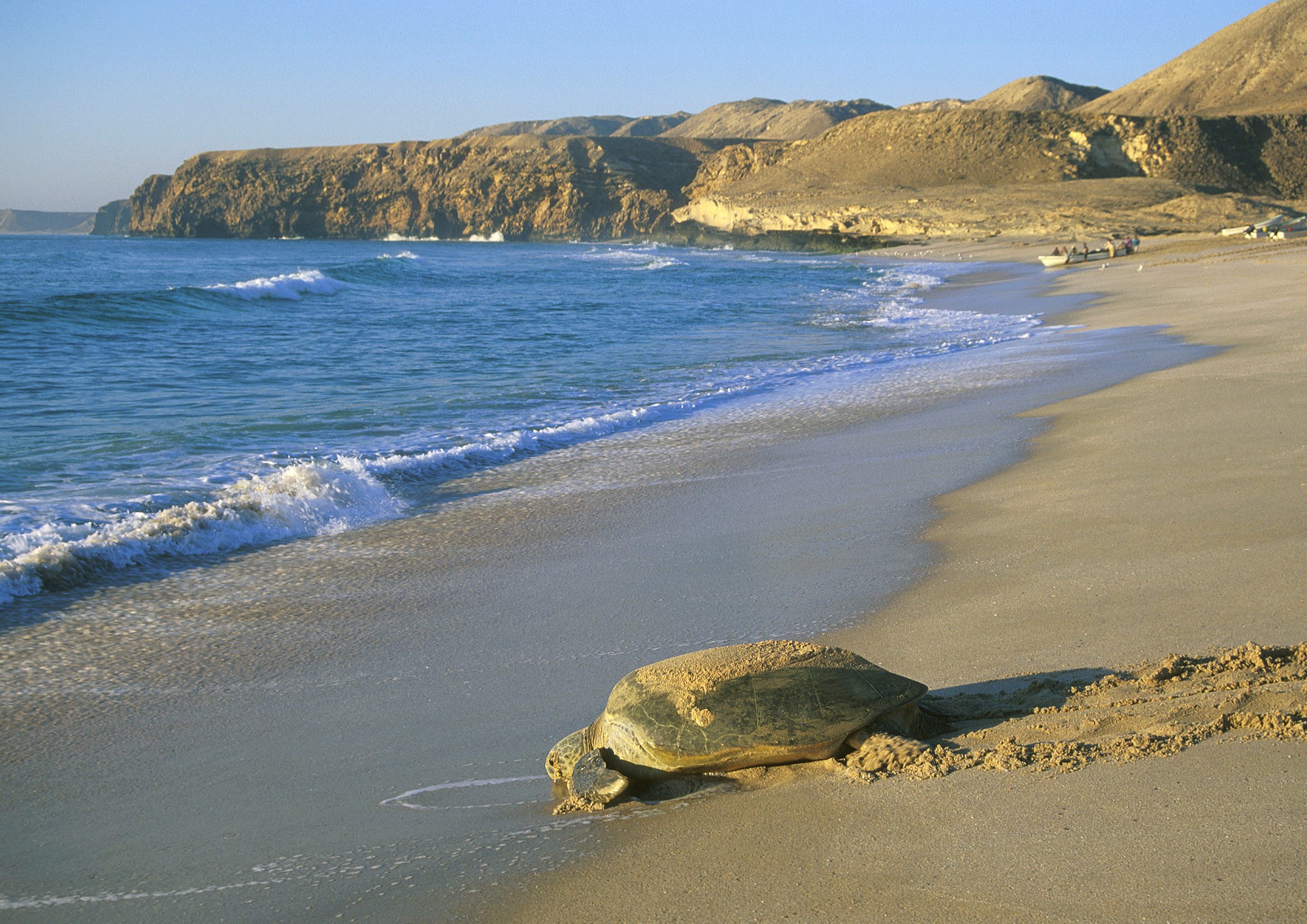 Ash Sharqiyah - Turtle at Ras Al Jinz, Ash Sharqiyah, Oman - Foto AIGO