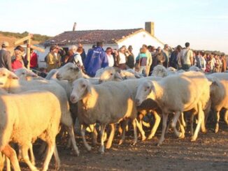 Transumanza di ovini in Navarra