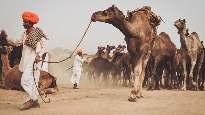 Cammelli alla Fiera di Pushkar In India