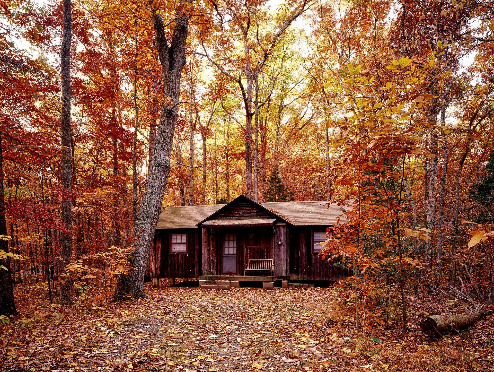 Foliage in Pennsylvania-Foto di David Mark