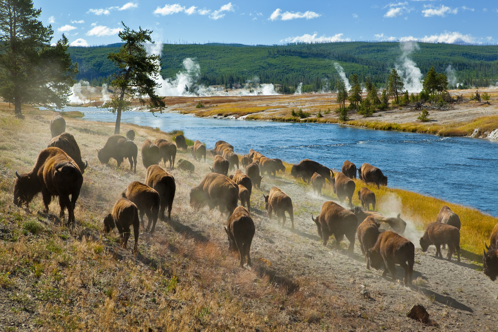 Il Parco Nazionale Yellowstone