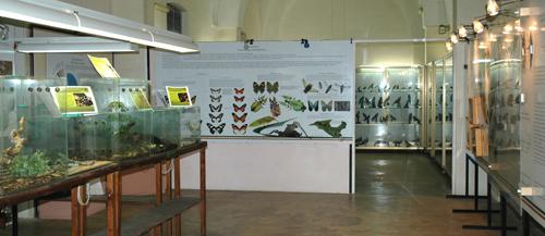 Museo di storia naturale del Salento, Calimera
