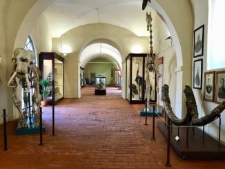 Музей естественной истории Флорентийского университета