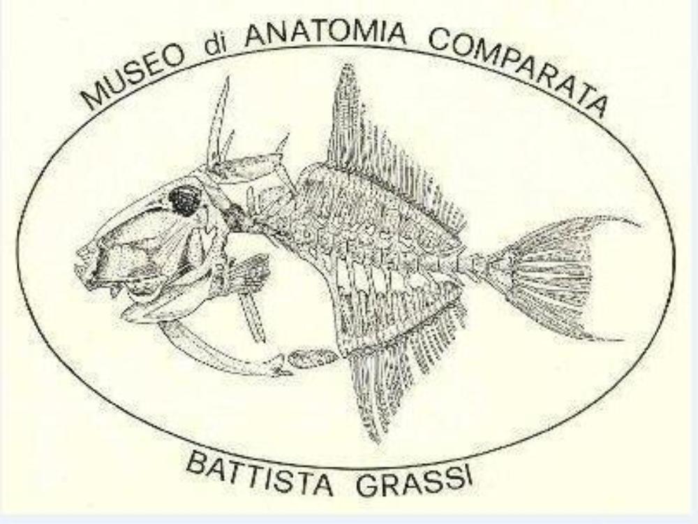 Museo di anatomia comparata di Roma