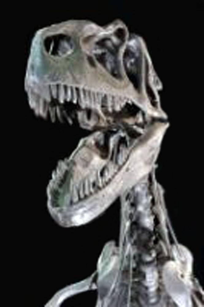 Museo universitario di paleontologia  Modena