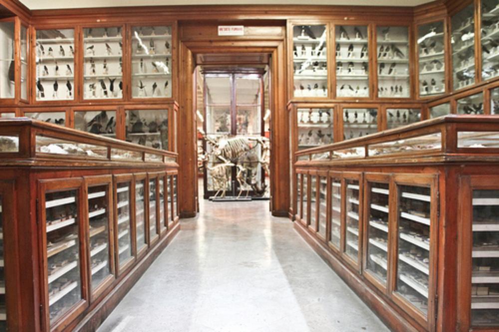 Museo universitario di zoologia e anatomia comparata  Modena
