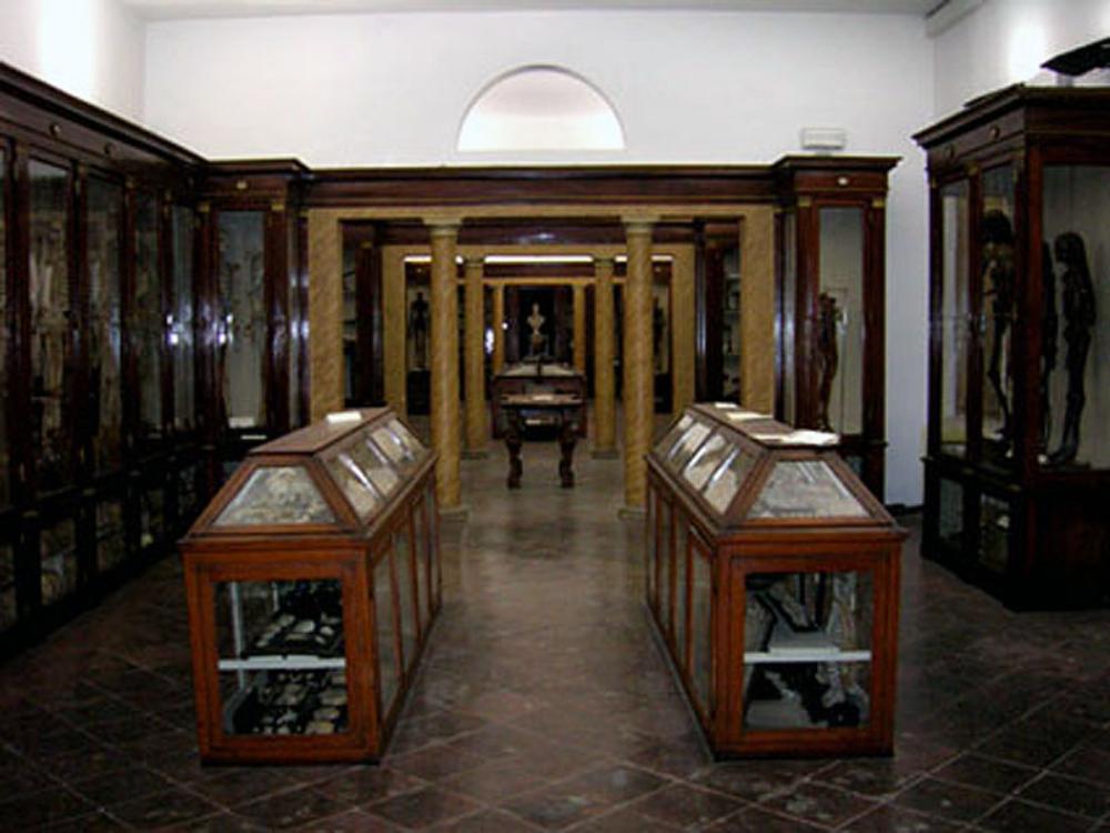 Museo di anatomia di Modena, Modena