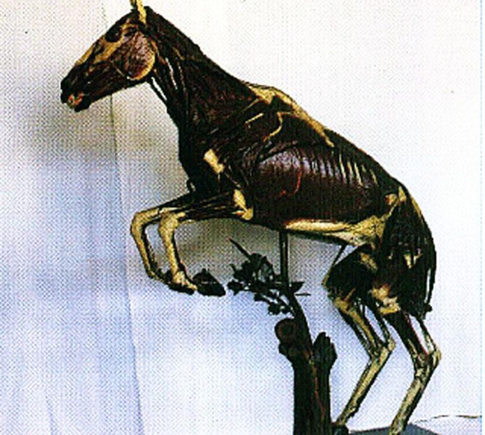 Museo della sez. di anatomia degli animali di interesse medico veterinario  Parma
