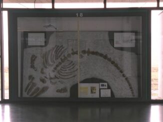 Museo paleontologico parmense