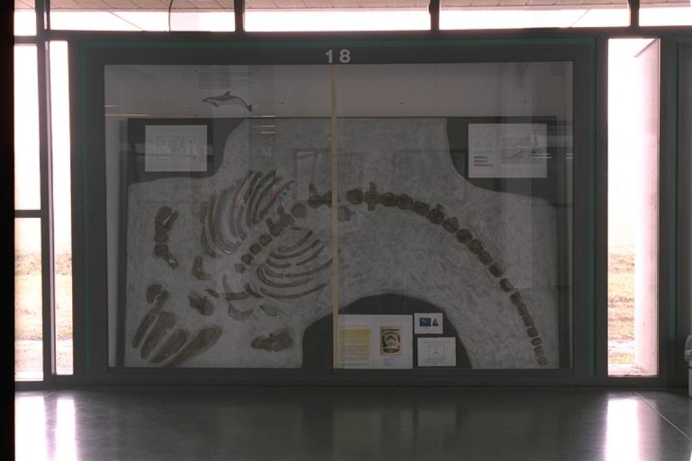 Museo paleontologico parmense  Parma