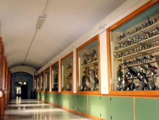 Museu Franchetti - Colibri' do Colégio S. Giuseppe