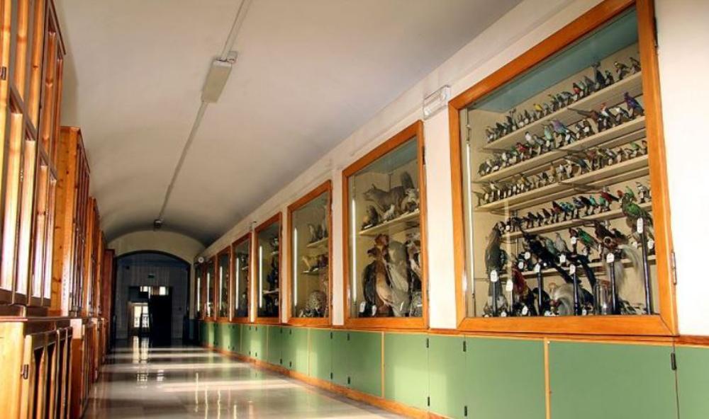 Museo Franchetti - Colibri' del Collegio S. Giuseppe  Torino