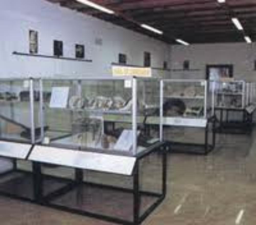 Museo paleontologico di Sona  Sona