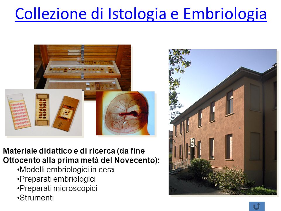 Collezioni di istologia e embriologia, Pavia
