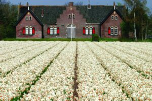 Olanda, fioritura di tulipani