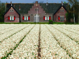 Holanda, tulipanes en flor
