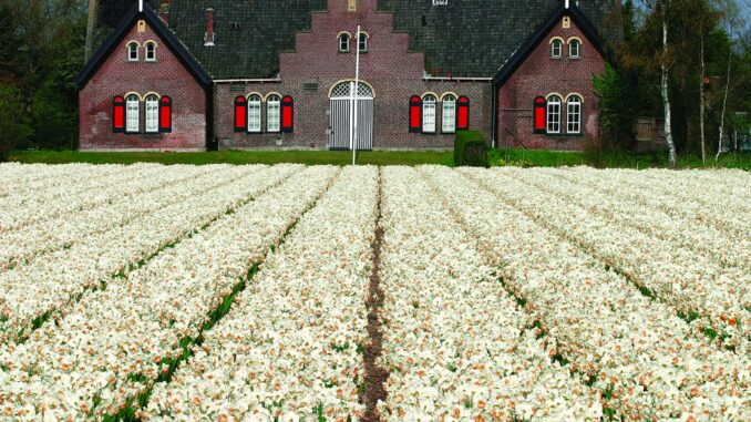 Olanda, fioritura di tulipani