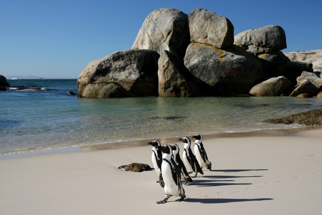 Pinguini sulle coste del Sudafrica
