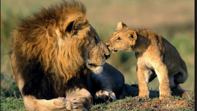 Leões na África do Sul