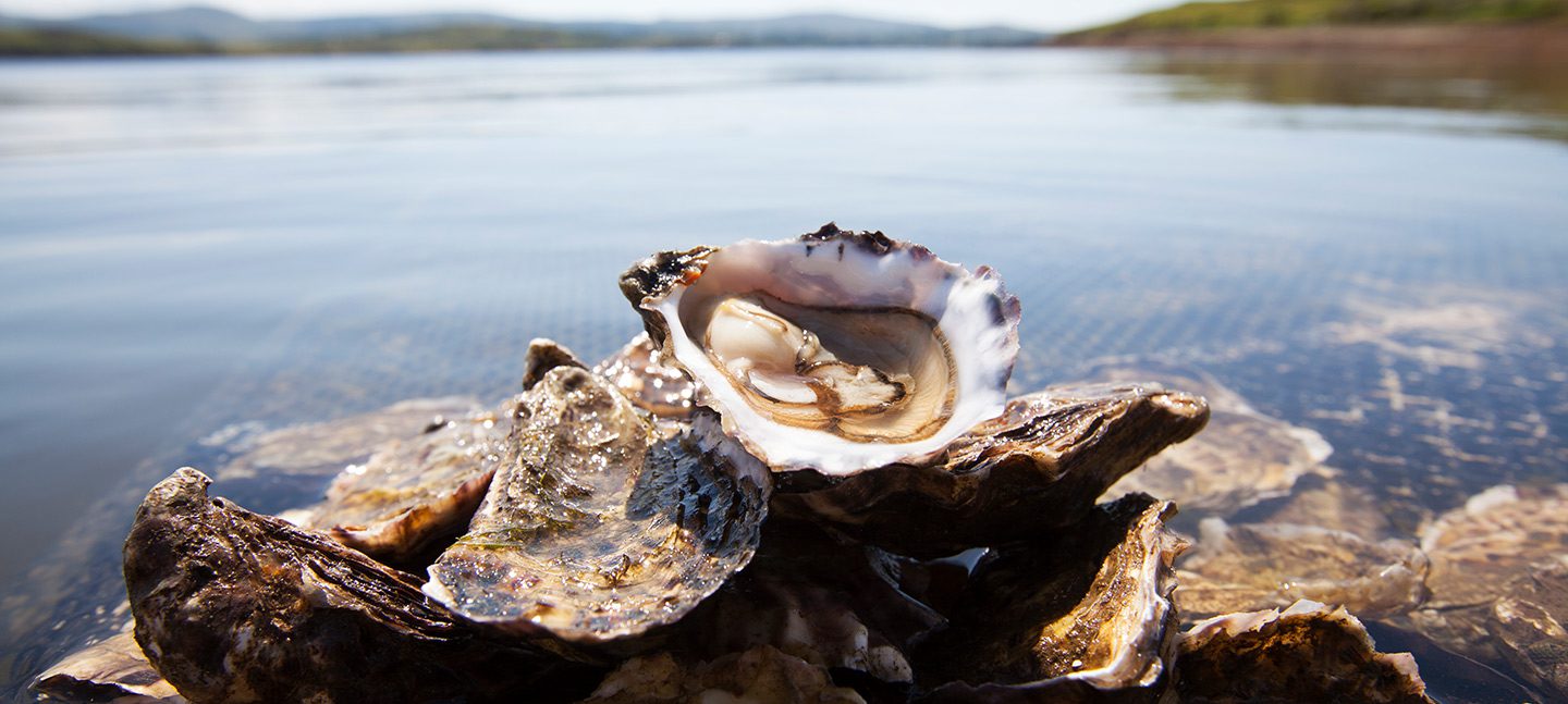 Huîtres fraîches irlandaises