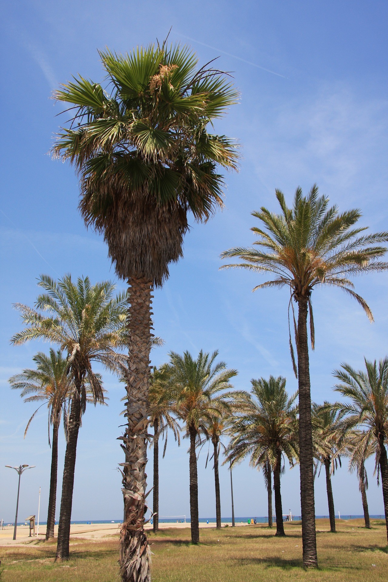 Palme sulla spiaggia di Malvarrosa a Valencia