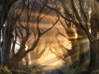 The Dark Hedges, about the locations of Game of Thrones