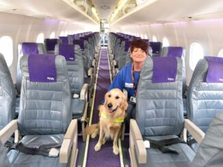 飛行機の中の犬