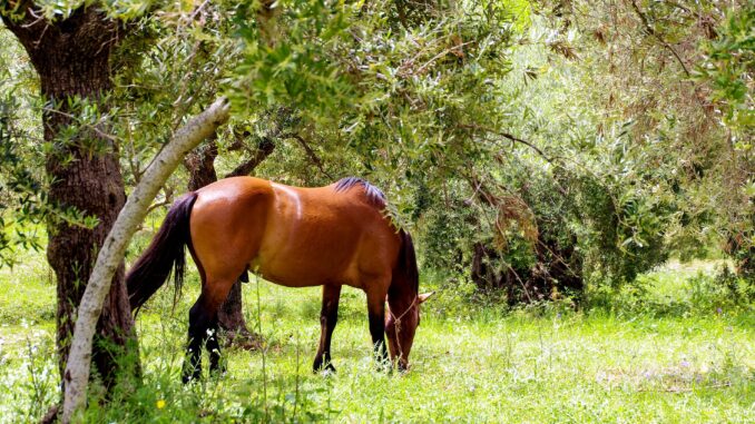 Cavalo grátis no Parque Pollino - Foto de Valter Cirillo