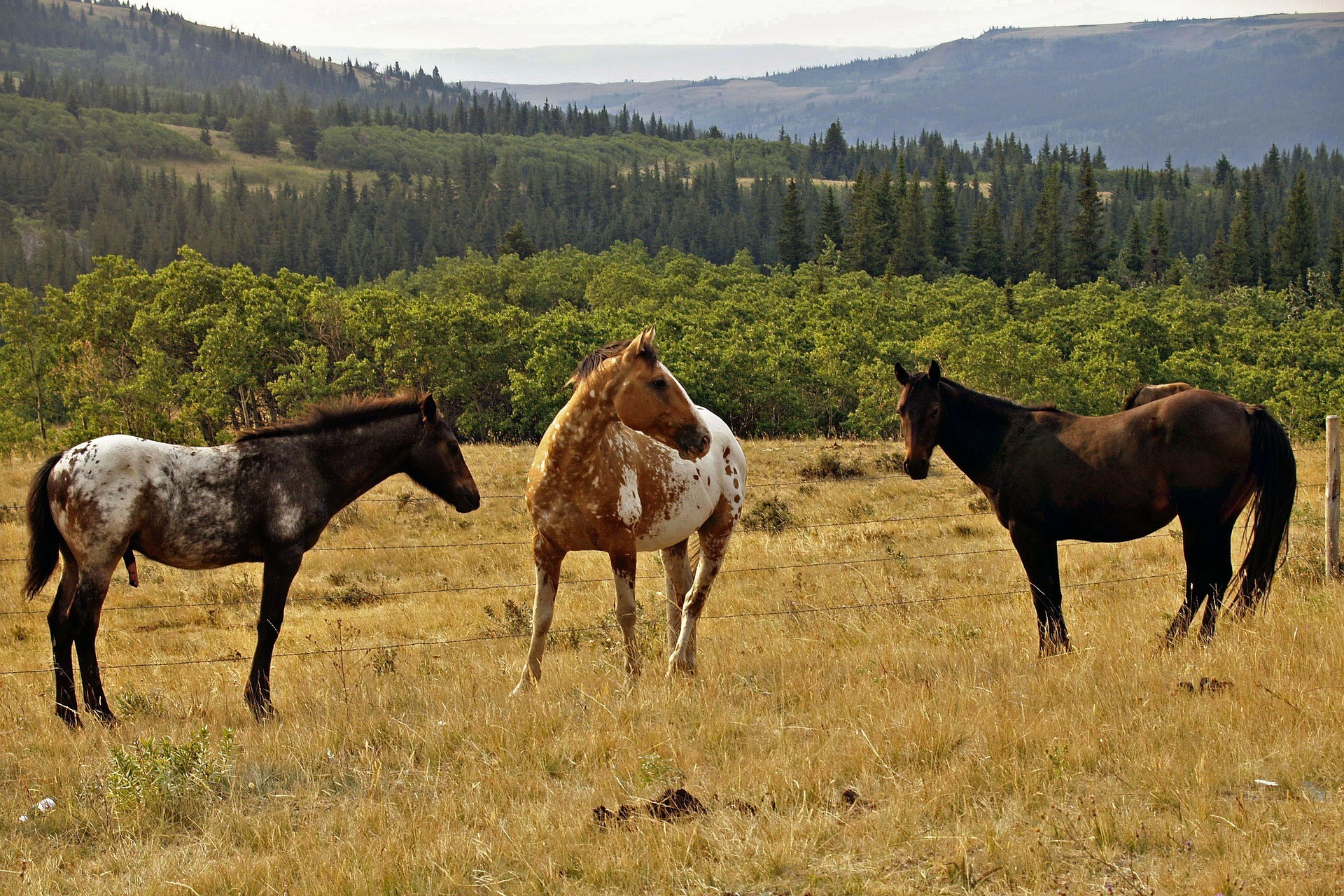 Cavalli liberi nel Montana - Foto di ArtTower