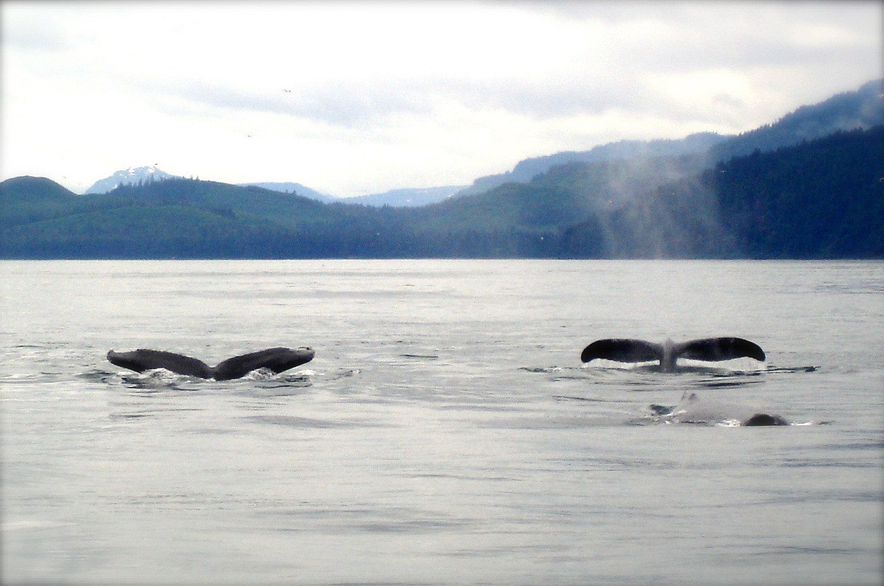 Balene, Alaska