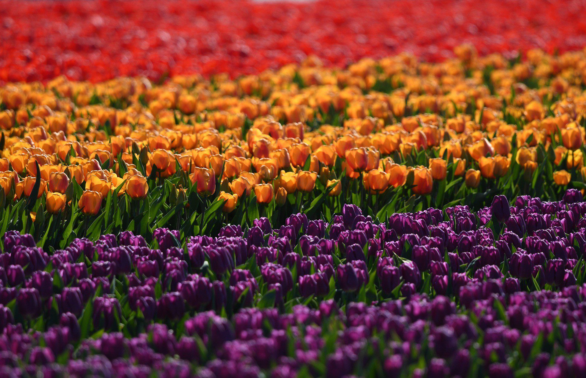 Campi di tulipani - Foto di Veronika Andrews Pix