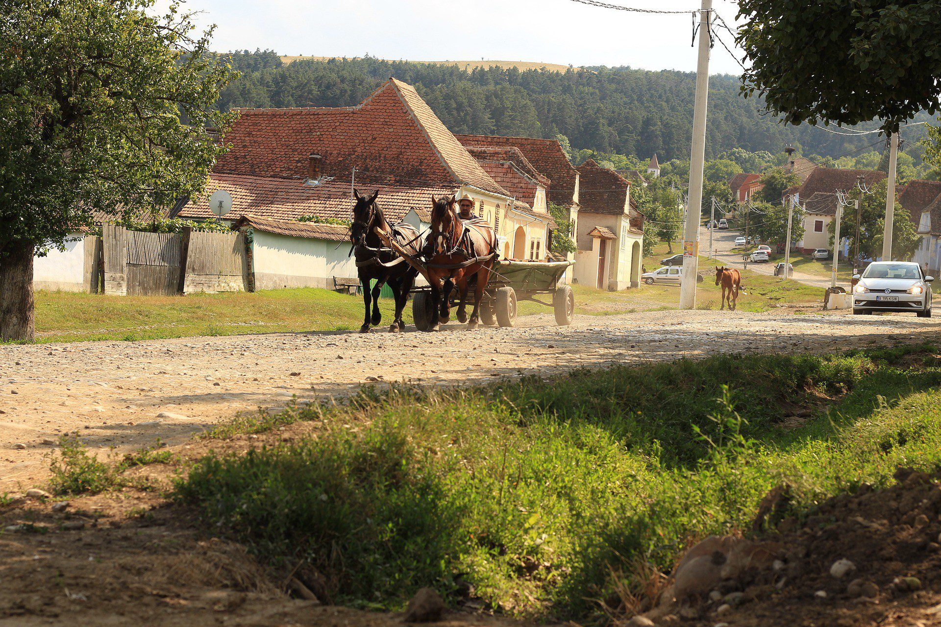 Horses in Transylvania - Photo Sgrunden Pix