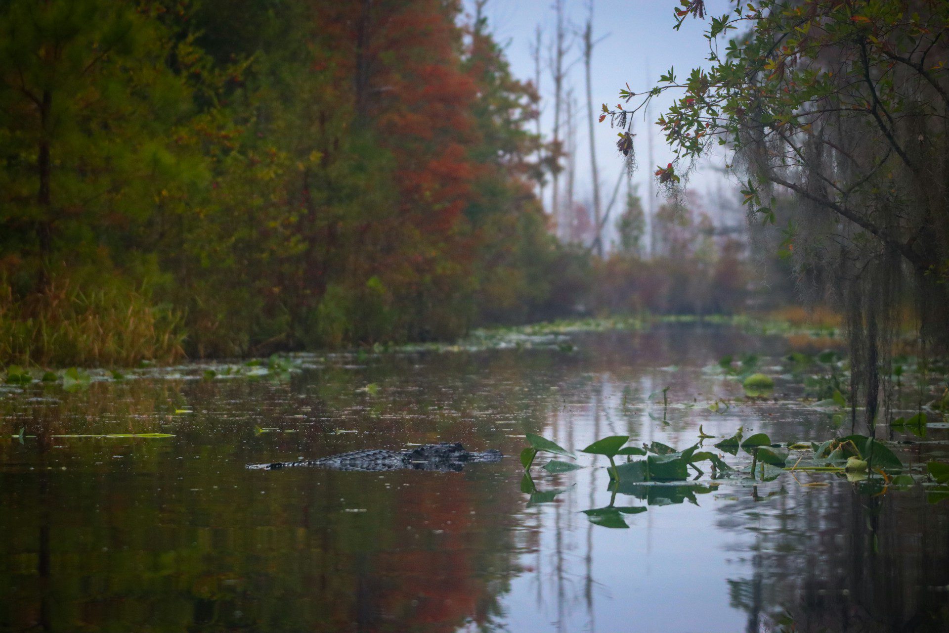 Okefenokee Swamp- Foto di Alla Kemelmakher U