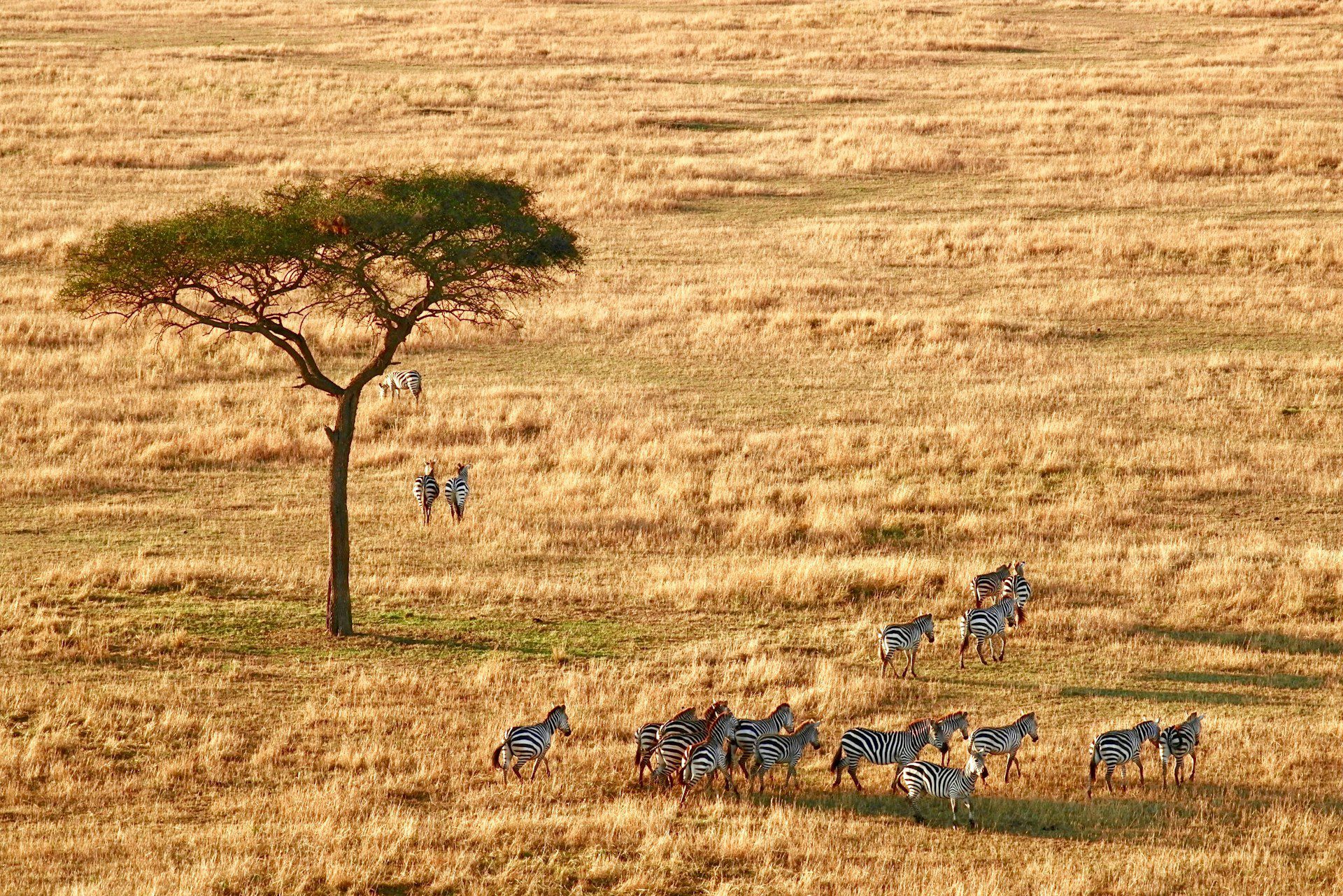 Serengeti National Park, Arusha, Tanzania - Foto di Ray Rui