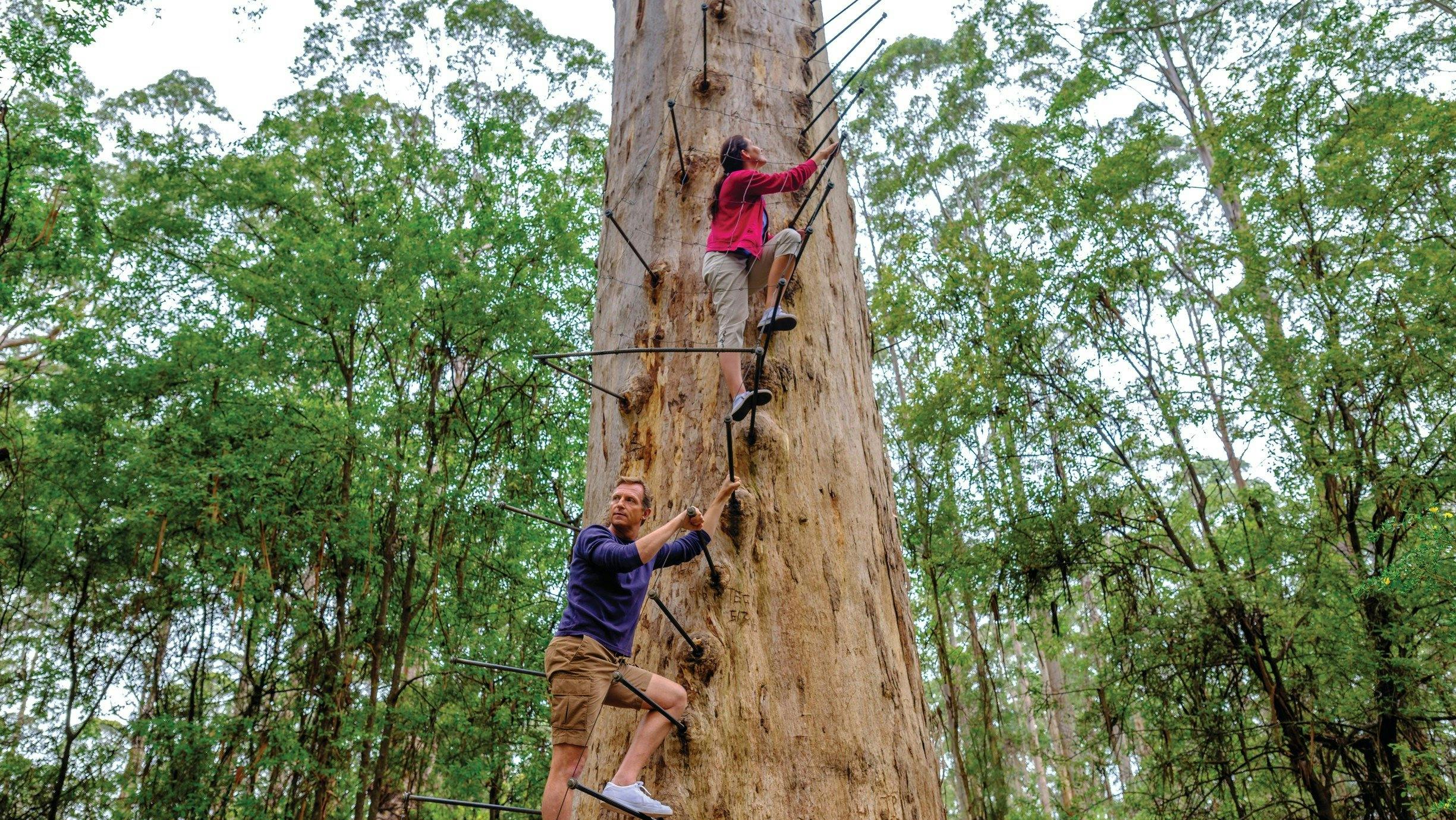Gloucester Tree, Australia - Foto Tourism Western Australia