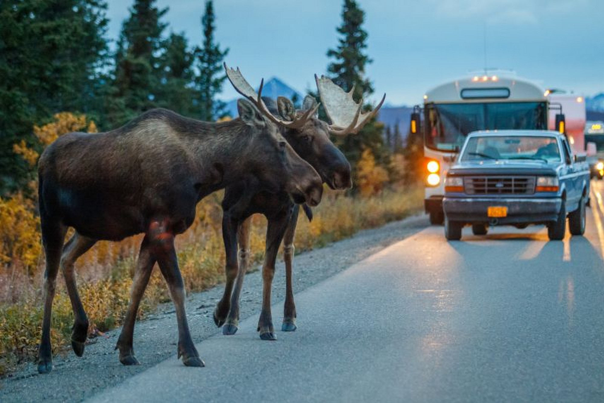Due alci lungo una strada nel Parco Nazionale Denali in Alaska