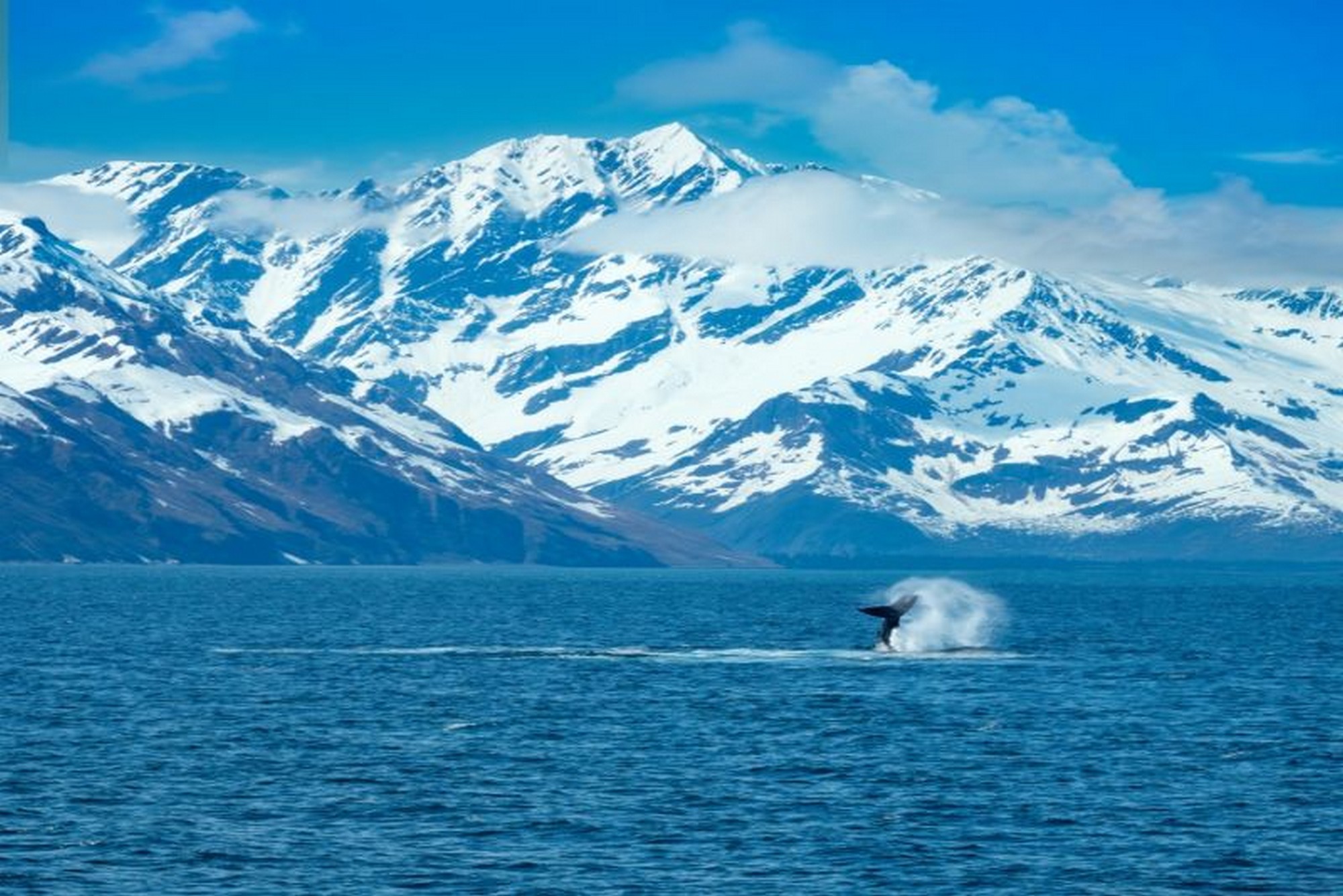 Balena in mare davanti alle montagne innevate dell’Alaska