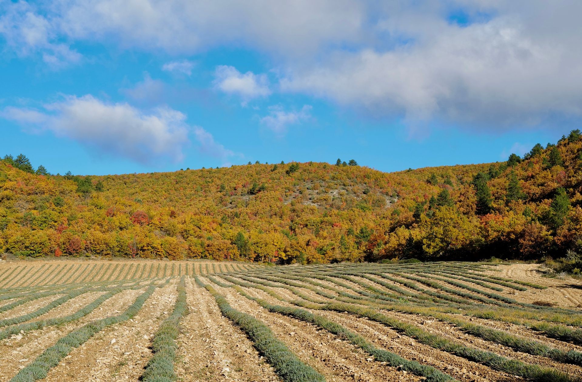 Autunno in provenza - Foto Pexels