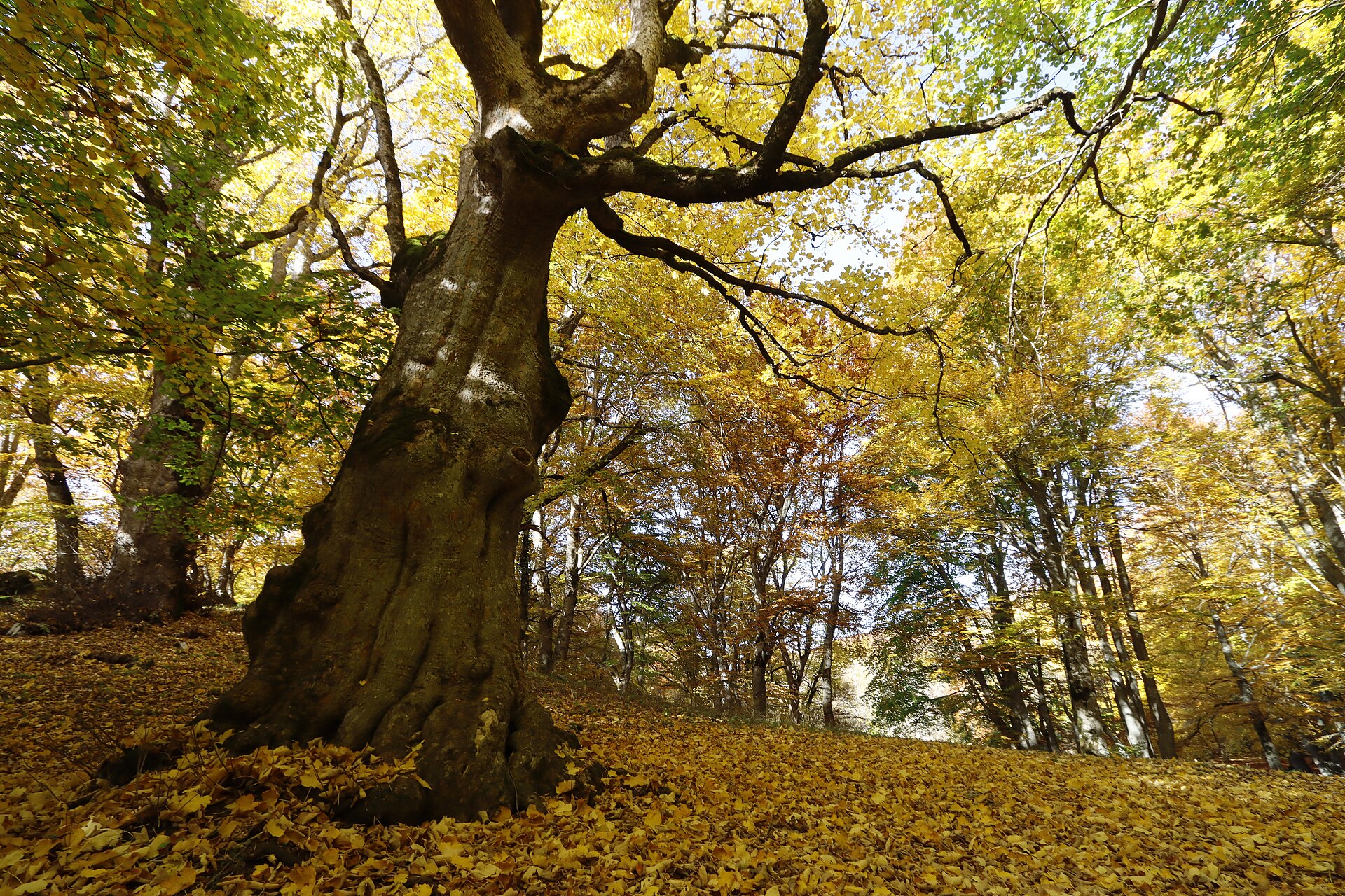 Grande faggio monumentale nel Bosco di Sant'Antonio a Pescocostanzo, circondato da foglie dorate in autunno